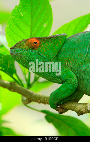 Parsons Chamäleon (Calumma Parsonii), Erwachsene Klettern auf einem Zweig, Madagaskar, Afrika Stockfoto