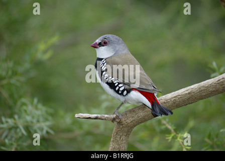 Diamant-Firetail (Stagonopleura Guttata), Fink-Arten, Erwachsener, Australien Stockfoto