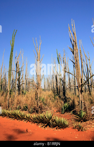 Didierac Pflanzen (Didieraceae), Berenty Reserve, Madagaskar, Afrika Stockfoto