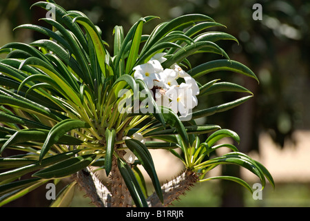 Didierac Pflanze (Didieraceae), Blätter und Blüten, Südafrika Stockfoto