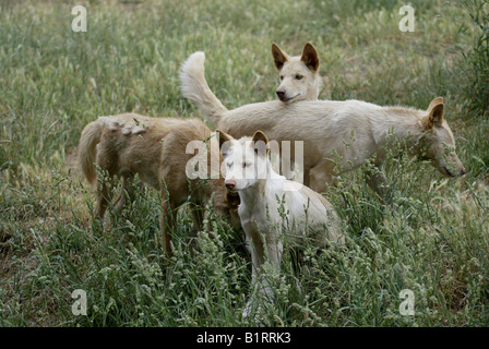 Dingo (Canis Lupus Dingo), Erwachsene mit Jungspunde, Australien Stockfoto