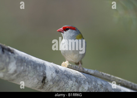 Rot-browed Finch, Red Browed Firetail (Neochmia Temporalis), Australien Stockfoto