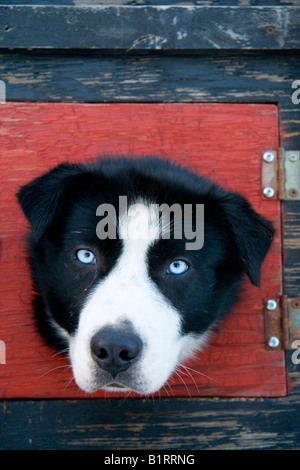 Schlittenhunde, Blick aus dem Fenster einer Hund-Box auf ein Hund LKW, Yukon Territorium, Kanada, Nordamerika Stockfoto