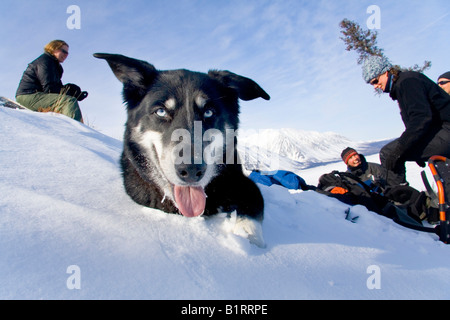 Alaskan Husky vor einer Wandergruppe, Kluane National Park, King's Throne, Kathleen Lake, Yukon Territory, Kanada, Noth Ame Stockfoto