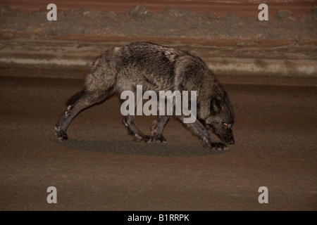 Wilde schwarze Wolf (Canis Lupus) zu Fuß auf einer Straße in Whitehorse, Yukon Territorium, Kanada, Nordamerika Stockfoto