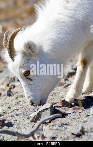 Dall-Schafe (Ovis Dalli), junger Mann, ram, Sheep Mountain, St. Elias Range, Kluane National Park, Yukon Territorium, Kanada, Nord Stockfoto