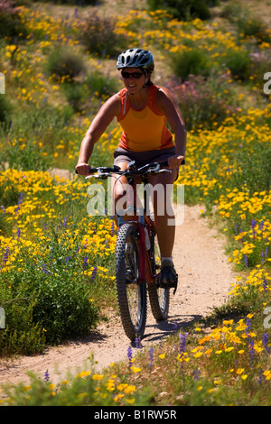 Mountainbike unter die Wildblumen in McDowell Mountain Regional Park in der Nähe von Fountain Hills außerhalb von Phoenix Arizona Stockfoto