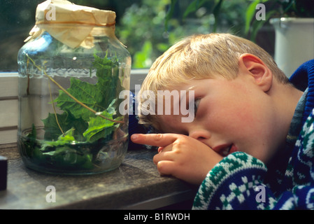 Junge Blick auf Raupen im Weckglas Stockfoto