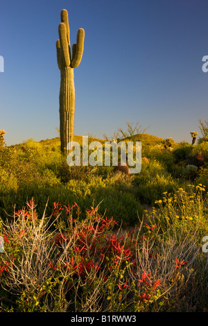 Wildblumen und Kaktus im McDowell Mountain Regional Park in der Nähe von Fountain Hills außerhalb von Phoenix Arizona Stockfoto