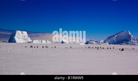 Kaiserpinguin (Aptenodytes Forsteri) Kolonie am Kap Washington, Panoramablick, Ross-Meer, Antarktis Stockfoto