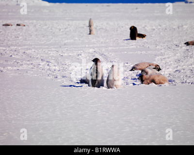 Kaiserpinguin (Aptenodytes Forsteri) Kolonie am Kap Washington, Ross-Meer, Antarktis Stockfoto