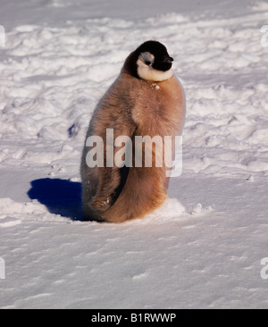 Kaiserpinguin (Aptenodytes Forsteri) am Kap Washington, Antarktis Stockfoto