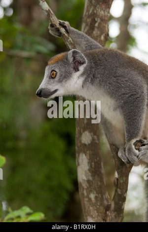 Weibliche gekrönte Lemur (Eulemur Coronatus), Madagaskar, Afrika Stockfoto