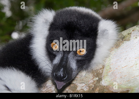 Schwarz-weiß-Ruffed Lemur (Varecia Variegata), Madagaskar, Afrika Stockfoto