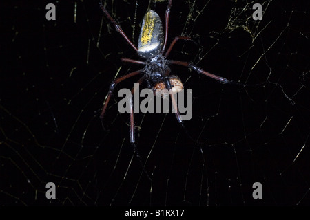 Golden Silk Orb-Web oder Orbweaver Spider (Nephila Clavipes), Madagaskar, Afrika Stockfoto