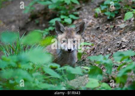 Junger Rotfuchs (Vulpes Vulpes) Kit, Vulkaneifel, Rheinland-Pfalz, Deutschland, Europa Stockfoto