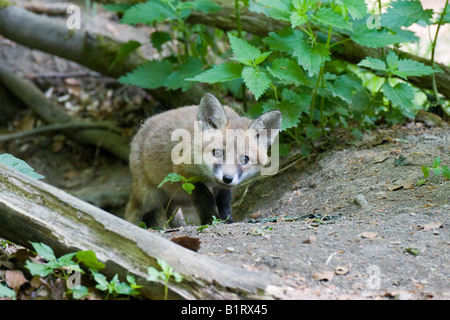 Junger Rotfuchs (Vulpes Vulpes) Kit vor einer Höhle, Vulkaneifel, Rheinland-Pfalz, Deutschland, Europa Stockfoto