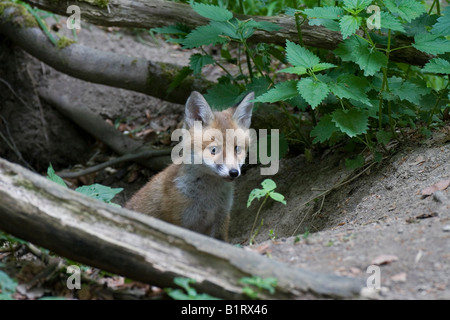 Red Fox Cub (Vulpes Vulpes), Vulkan Couvinian, Rheinland-Pfalz, Deutschland, Europa Stockfoto