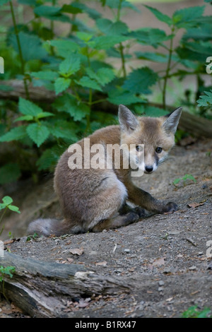 Red Fox Cub (Vulpes Vulpes), Vulkan Couvinian, Rheinland-Pfalz, Deutschland, Europa Stockfoto