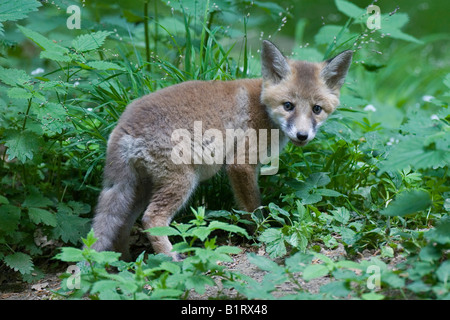 Red Fox Cub (Vulpes Vulpes), Vulkan Couvinian, Rheinland-Pfalz, Deutschland, Europa Stockfoto