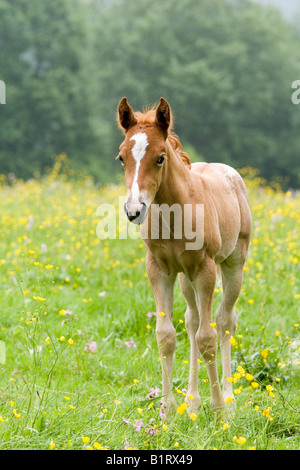 Fohlen von einem arabischen-Haflinger-Stute und ein Appaloosa Hengst, Vulkan Couvinian, Rheinland-Pfalz, Deutschland, Europa Stockfoto