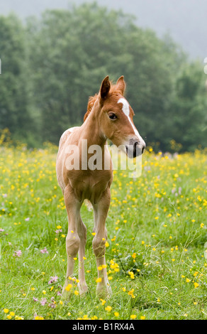 Fohlen von einem arabischen Haflinger Stute und Appaloosa Hengst, Vulkan Couvinian, Rheinland-Pfalz, Deutschland, Europa Stockfoto