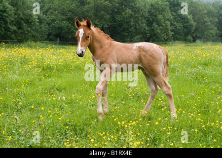 Fohlen von einem arabischen Haflinger Stute und Appaloosa Hengst, Vulkan Couvinian, Rheinland-Pfalz, Deutschland, Europa Stockfoto