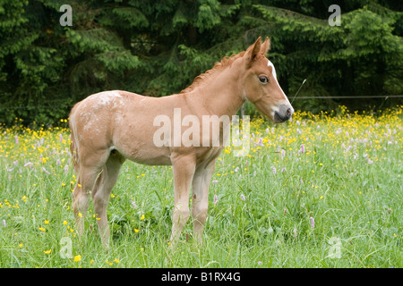 Fohlen von einem arabischen Haflinger Stute und Appaloosa Hengst, Vulkan Couvinian, Rheinland-Pfalz, Deutschland, Europa Stockfoto