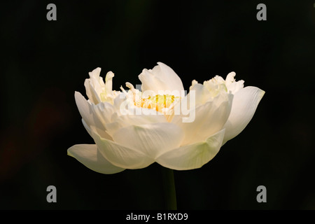 Tiger Lotus oder ägyptischen Weiße Seerose (Nymphaea Lotus) Stockfoto