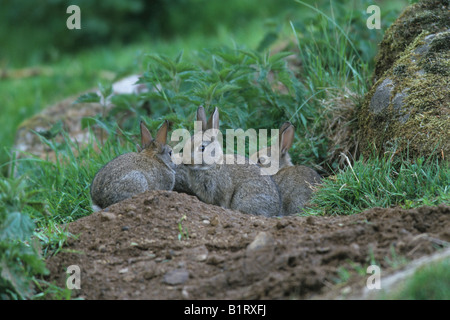 Europäischen Kaninchen (Oryctolagus Cuniculus), junge außerhalb warren Stockfoto