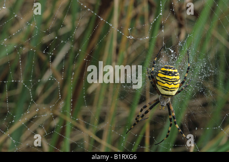 Wasp-Spinne (Argiope Bruennichi) im Netz bedeckt im Morgentau Stockfoto