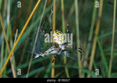 Wasp Spider (Argiope Bruennichi) umhüllt eine Heuschrecke, Beute Stockfoto