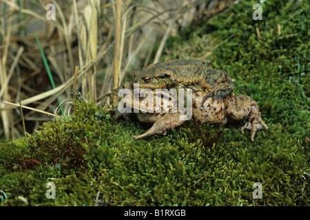 Gemeinsamen Kröte (Bufo Bufo), weibliche tragen Männchen auf den Rücken zu laichen Wasser Stockfoto