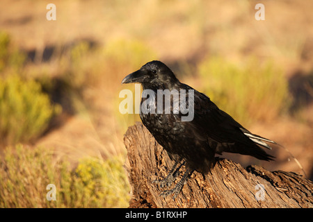 Amerikanische Krähe (Corvus Brachyrhynchos) thront auf einem Stamm Stockfoto