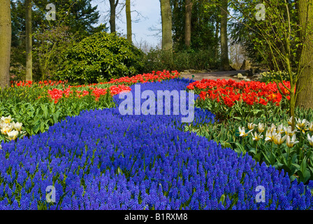 Grape Hyacinth (Muscari Armeniacum) und Tulpen (Tulipa), Keukenhof, Holland, Niederlande, Europa Stockfoto