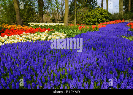 Grape Hyacinth (Muscari Armeniacum) und Tulpen (Tulipa), Keukenhof, Holland, Niederlande, Europa Stockfoto