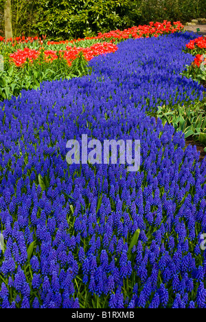Grape Hyacinth (Muscari Armeniacum) und Tulpen (Tulipa), Keukenhof, Holland, Niederlande, Europa Stockfoto