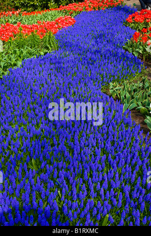 Grape Hyacinth (Muscari Armeniacum) und Tulpen (Tulipa), Keukenhof, Holland, Niederlande, Europa Stockfoto
