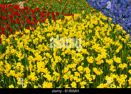 Bunte Blumenbeete, Keukenhof, Holland, Niederlande, Europa Stockfoto