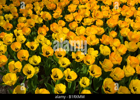 Gelbe Tulpen (Tulipa), Keukenhof, Holland, Niederlande, Europa Stockfoto