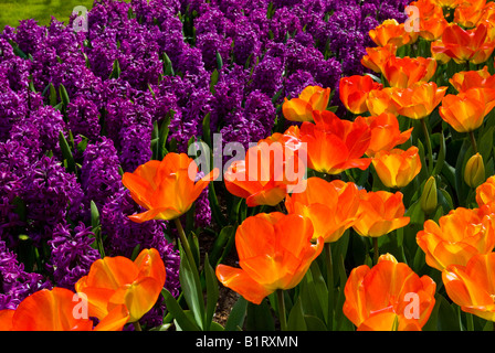 Hyazinthen (Hyacinthus) und orange Tulpen (Tulipa), Keukenhof, Holland, Niederlande, Europa Stockfoto