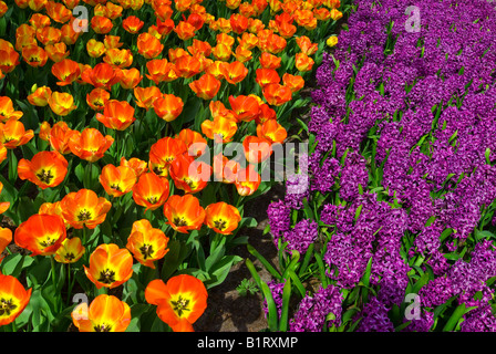 Orange Tulpen (Tulipa) und Hyazinthen (Hyacinthus), Keukenhof, Holland, Niederlande, Europa Stockfoto