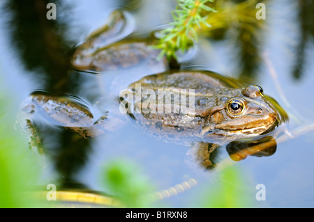 Essbare Frosch (außer kl. Esculentus, Rana kl. Esculenta) Stockfoto