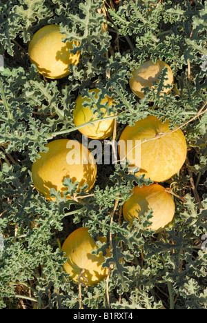 Colocynths oder bittere Äpfel (Citrullus Colocynthis), Western Australia, Australien Stockfoto