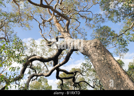 Blick auf die Krone oder die Baumkrone River Red Gum (Eucalyptus Camaldulensis), Busselton, Western Australia, Australien Stockfoto