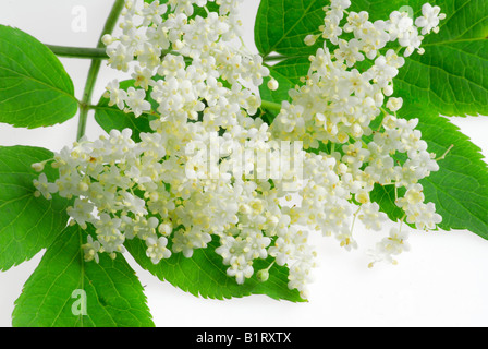 Holunder-Blüten Stockfoto