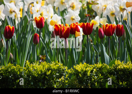 Orange Tulpen (Tulipa) und Narzissen (Narcissus) mit einer grünen Hecke vor Stockfoto