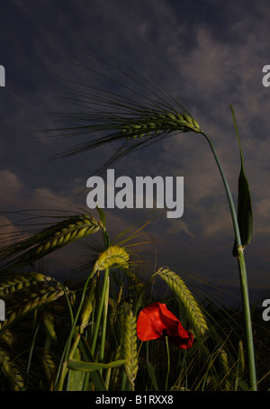 Gewitterstimmung, Getreide und eine einzelne rote Mohnblume im Vordergrund Stockfoto