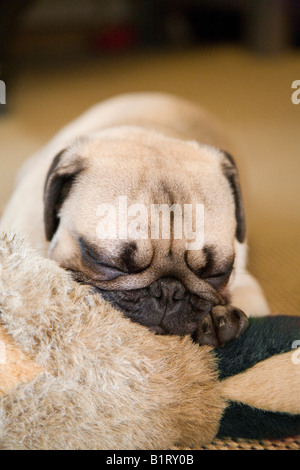 Mops Welpen schlafen auf ein Spielzeug Stockfoto