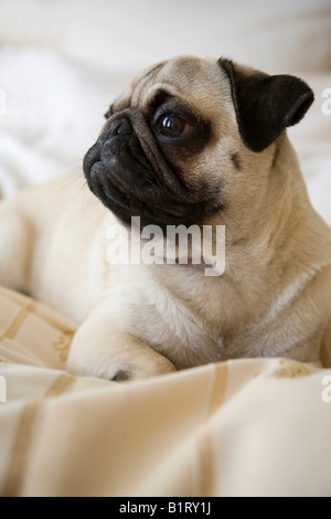 Junger Mops auf einem Bett liegend, Decke Stockfoto